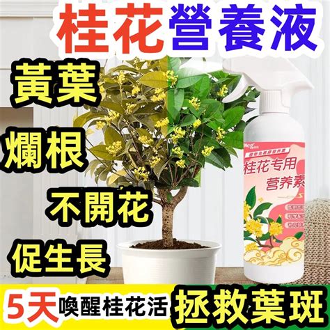 桂花不長葉|桂花樹常掉葉、開花少，做好這「三步」，輕鬆解決！。